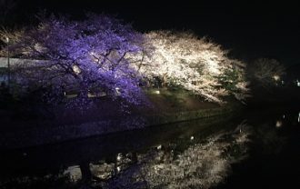 大濠の桜