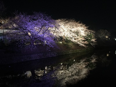 大濠の桜